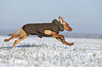 running Magyar Vizsla