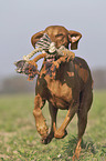 running Magyar Vizsla