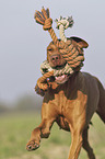 running Magyar Vizsla