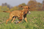 running Magyar Vizsla puppy