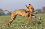 running Magyar Vizsla puppy