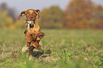 running Magyar Vizsla puppy