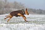running Magyar Vizsla