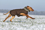 running Magyar Vizsla