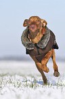 running Magyar Vizsla