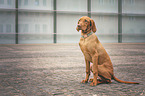 sitting Magyar Vizsla