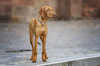 standing Magyar Vizsla