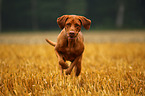 running shorthaired Magyar Vizsla