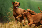 3 shorthaired Magyar Vizsla