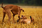 2 shorthaired Magyar Vizsla