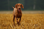 running shorthaired Magyar Vizsla