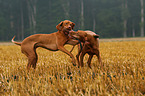 2 shorthaired Magyar Vizsla