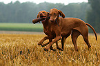 2 shorthaired Magyar Vizsla