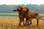 2 shorthaired Magyar Vizsla