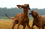 2 shorthaired Magyar Vizsla