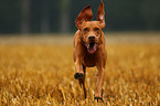 running shorthaired Magyar Vizsla