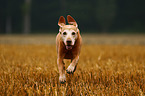 running shorthaired Magyar Vizsla