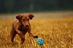 playing shorthaired Magyar Vizsla
