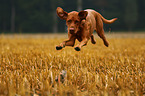 jumping shorthaired Magyar Vizsla
