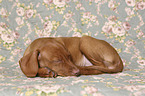 sleeping Magyar Vizsla Puppy