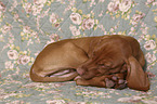 sleeping Magyar Vizsla Puppy