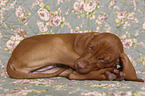 sleeping Magyar Vizsla Puppy