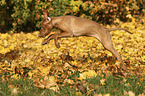 running Magyar Vizsla Puppy