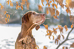 Magyar Vizsla portrait
