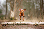 Magyar Vizsla jumps over tree trunk