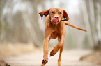 running Magyar Vizsla