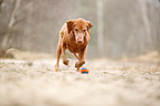 running Magyar Vizsla