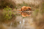 lying Magyar Vizsla