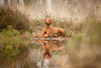 lying Magyar Vizsla