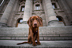 young Magyar Vizsla