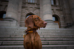young Magyar Vizsla