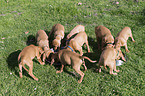 shorthaired Magyar Vizsla Puppies