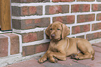 shorthaired Magyar Vizsla Puppy