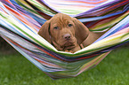 shorthaired Magyar Vizsla Puppy