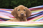 shorthaired Magyar Vizsla Puppy