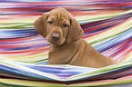 shorthaired Magyar Vizsla Puppy