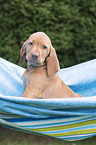 shorthaired Magyar Vizsla Puppy