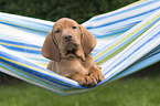 shorthaired Magyar Vizsla Puppy