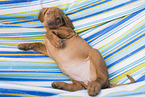 shorthaired Magyar Vizsla Puppy