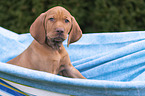 shorthaired Magyar Vizsla Puppy