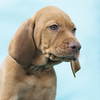 shorthaired Magyar Vizsla Puppy