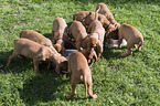 shorthaired Magyar Vizsla Puppies