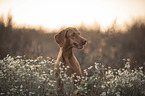 Magyar Vizsla Portrait