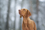 Magyar Vizsla in winter