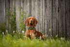 Magyar Vizsla in summer