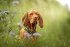 Magyar Vizsla in summer